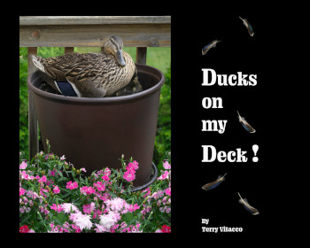 Terry Vitacco - Ducks on my Deck